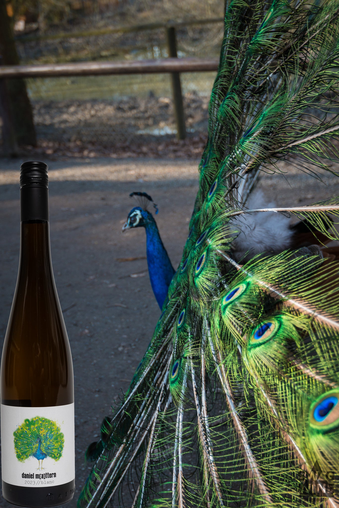 Daniel Mattern Blanc Weißwein Cuvée Pfau Rheinhessen Swagwine